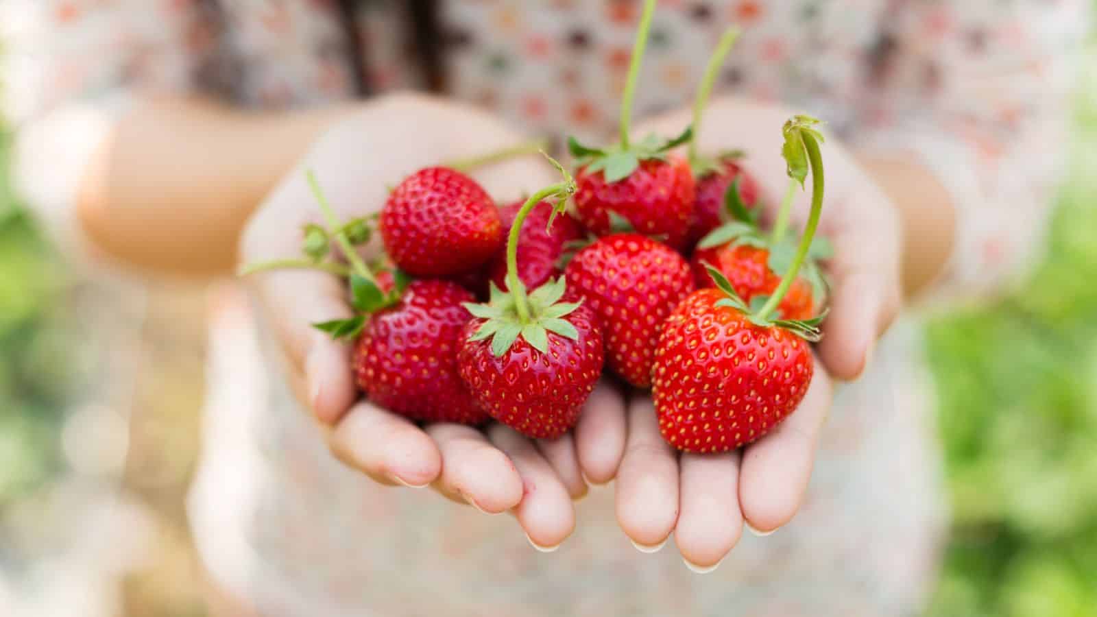 A person holds several freshly picked, ripe strawberries in both hands. The background is blurred, showing greenery, and the person is wearing a light-colored, patterned top.