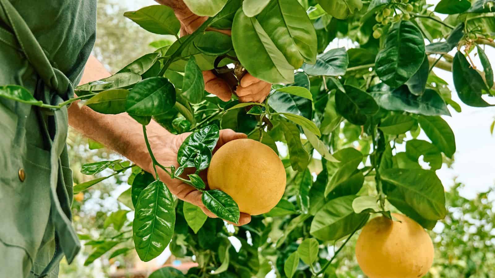 A person&rsquo;s hand holds a ripe yellow grapefruit on a leafy tree branch, with another grapefruit and dense green foliage visible in the background.