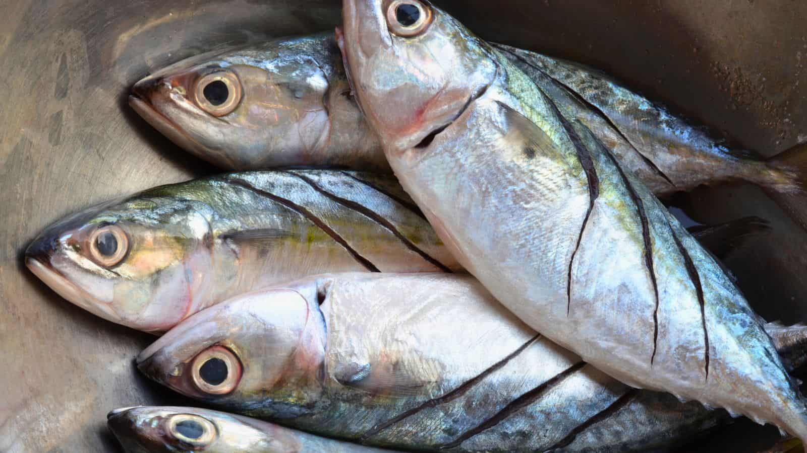 Several raw fish with shiny scales and large eyes are laid out closely together in a metal container, with their bodies overlapping. The fish have visible markings along their sides.