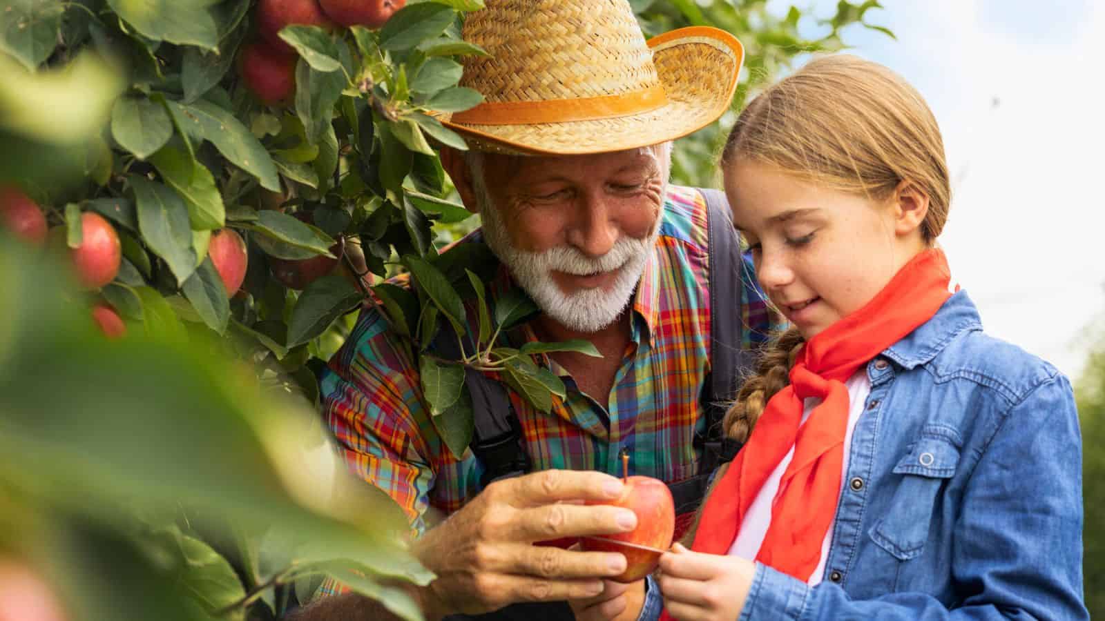 An older man in a straw hat shows a red apple to a young girl with a braid and red scarf as they stand next to an apple tree in an orchard during the day.