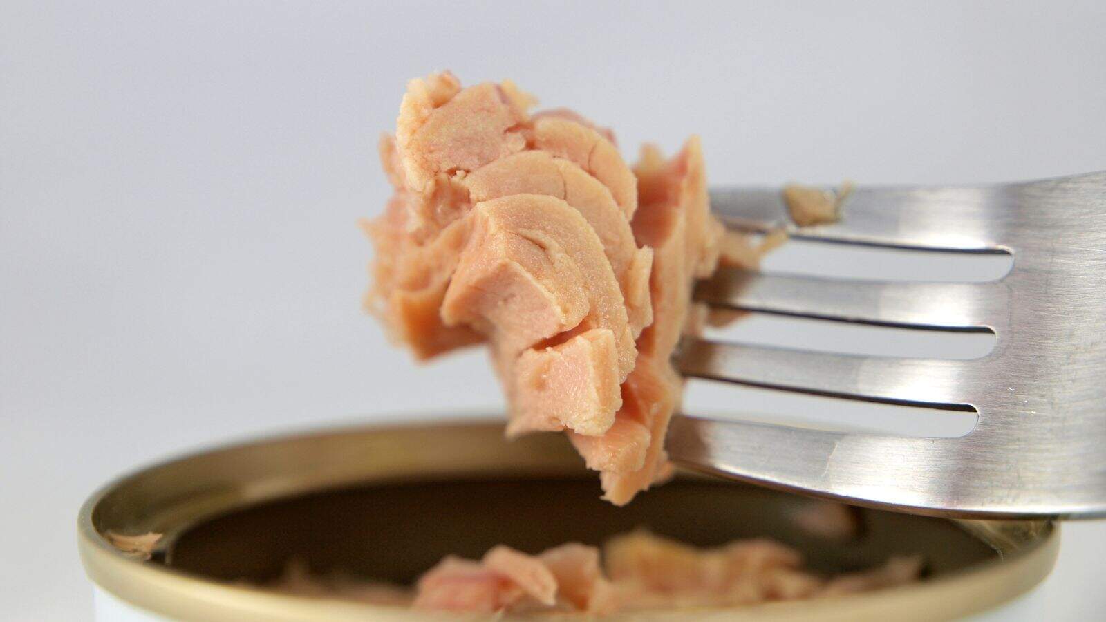 A close-up of a fork holding a chunk of canned tuna above an open tin with a gold-colored rim, against a plain white background.