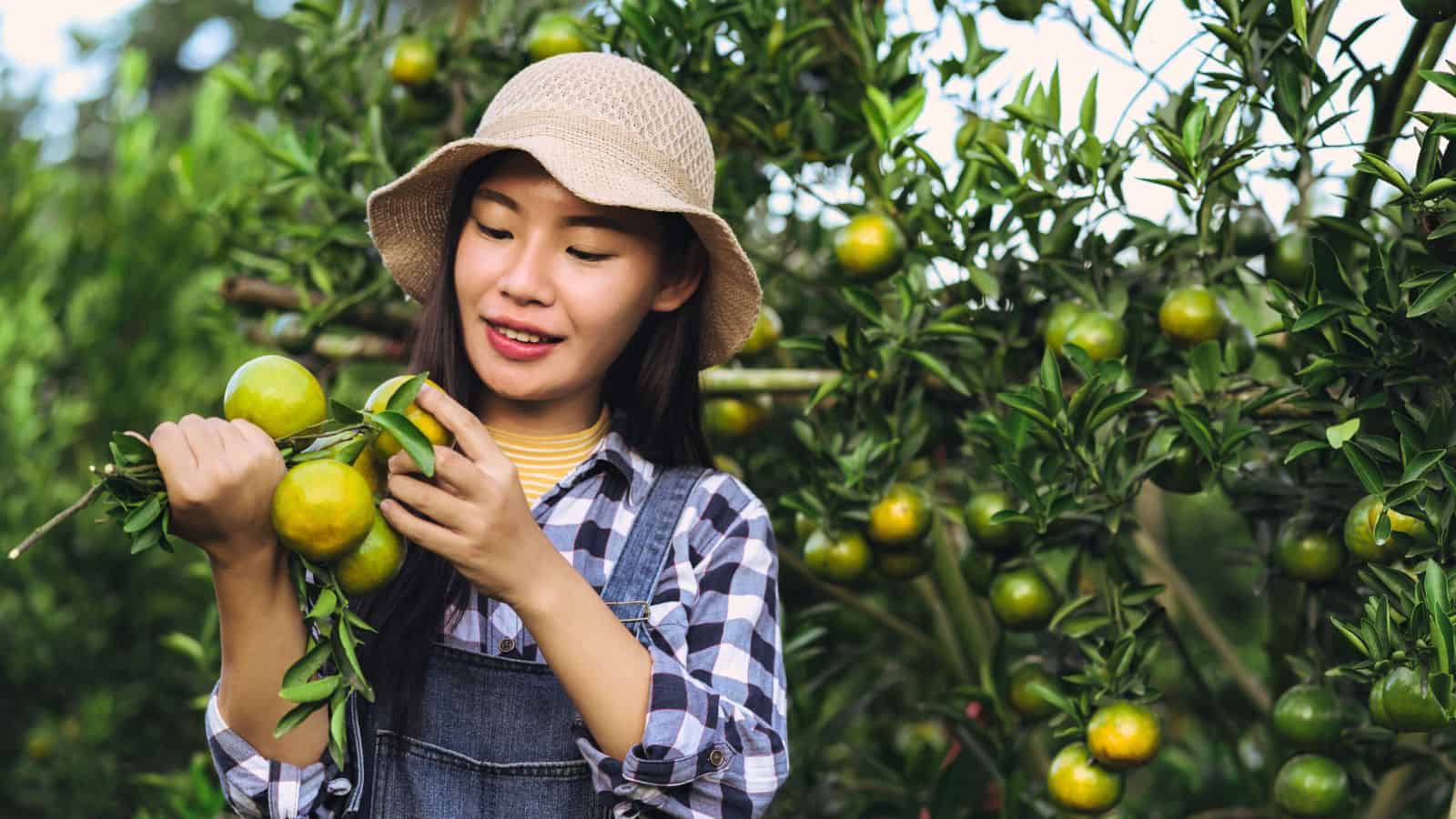 A woman wearing a straw hat and plaid shirt examines green and yellow oranges growing on a tree in an orchard. She is smiling and holding a small branch with several oranges.