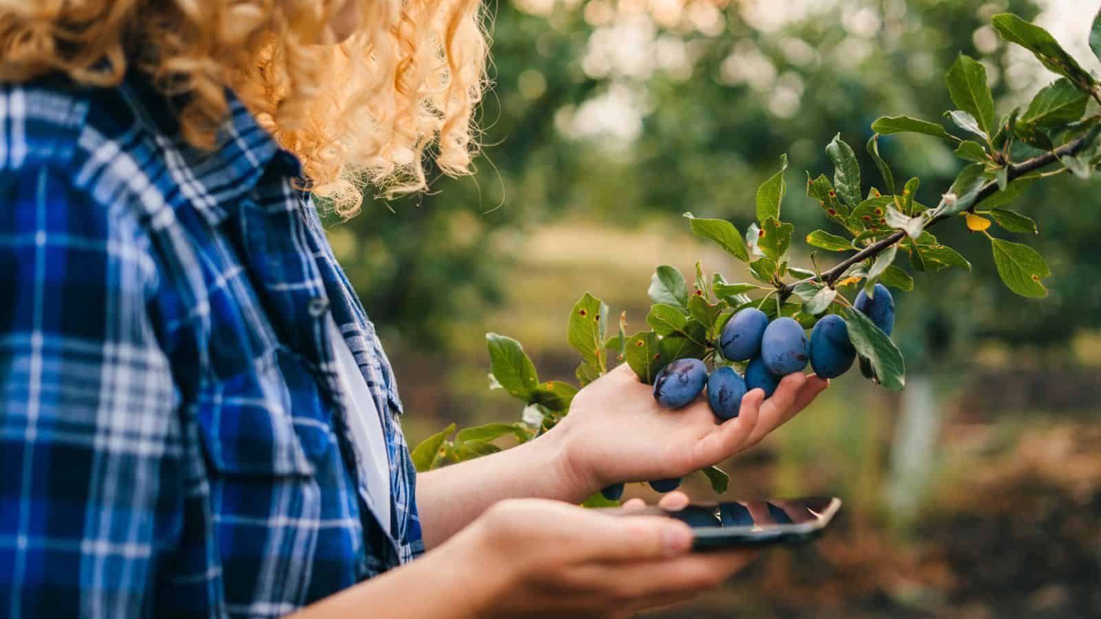 A person with curly hair wearing a blue plaid shirt holds a smartphone in one hand and examines a branch with ripe dark blue plums in the other hand, outdoors in an orchard.