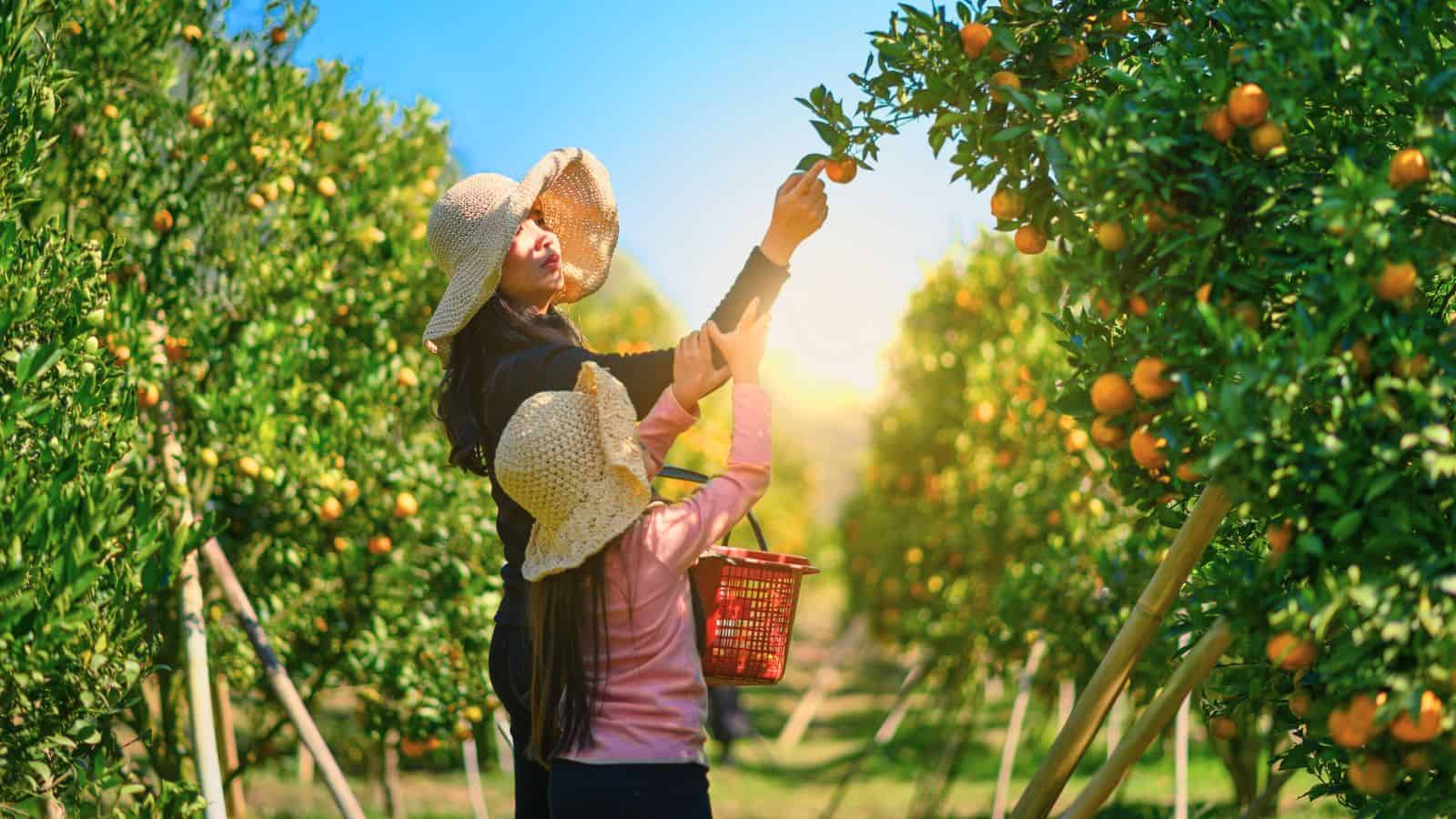 An adult and a child wearing sun hats are picking oranges from trees in an orchard on a sunny day. The child holds a basket, and both are reaching for fruit among rows of orange trees.