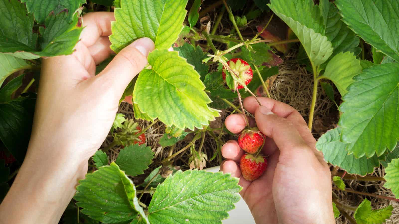 A person uses both hands to pick ripe red strawberries from a plant, gently lifting a leaf to reveal the fruit. The strawberry plant&rsquo;s green leaves and stems are clearly visible.
