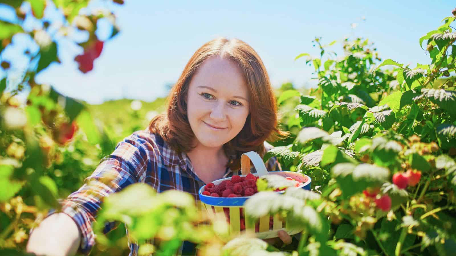 A woman in a plaid shirt picks raspberries from a bush and places them in a basket. She is surrounded by green foliage under a clear blue sky.