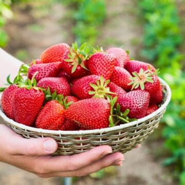A person holds a woven basket filled with ripe, red strawberries. The background shows rows of green plants in a garden or farm setting.