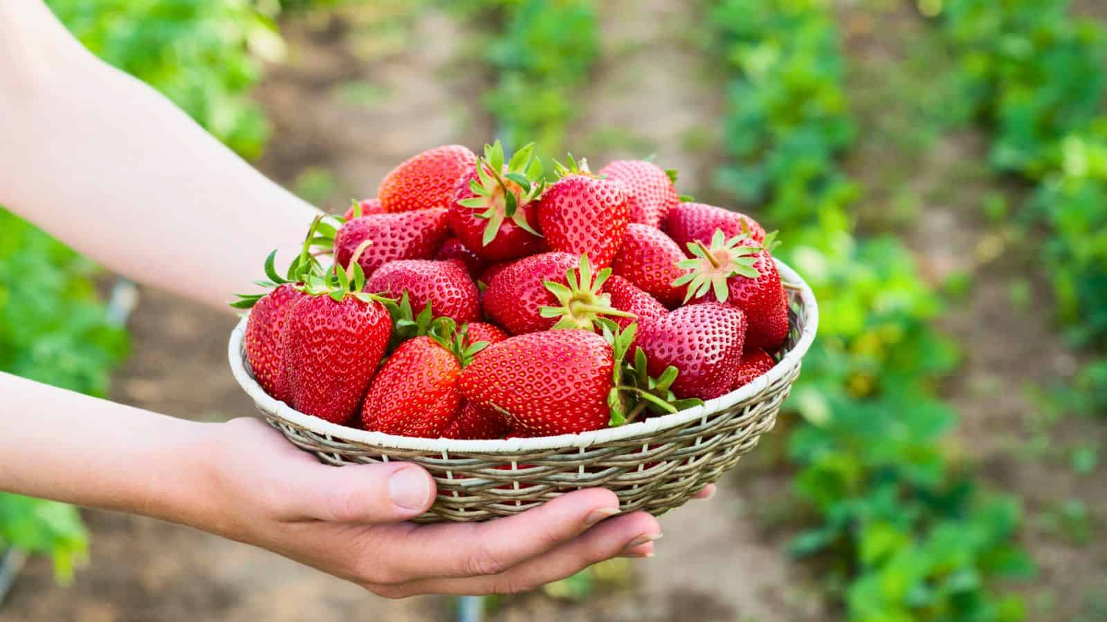 A person holds a woven basket filled with ripe, red strawberries. The background shows rows of green plants in a garden or farm setting.