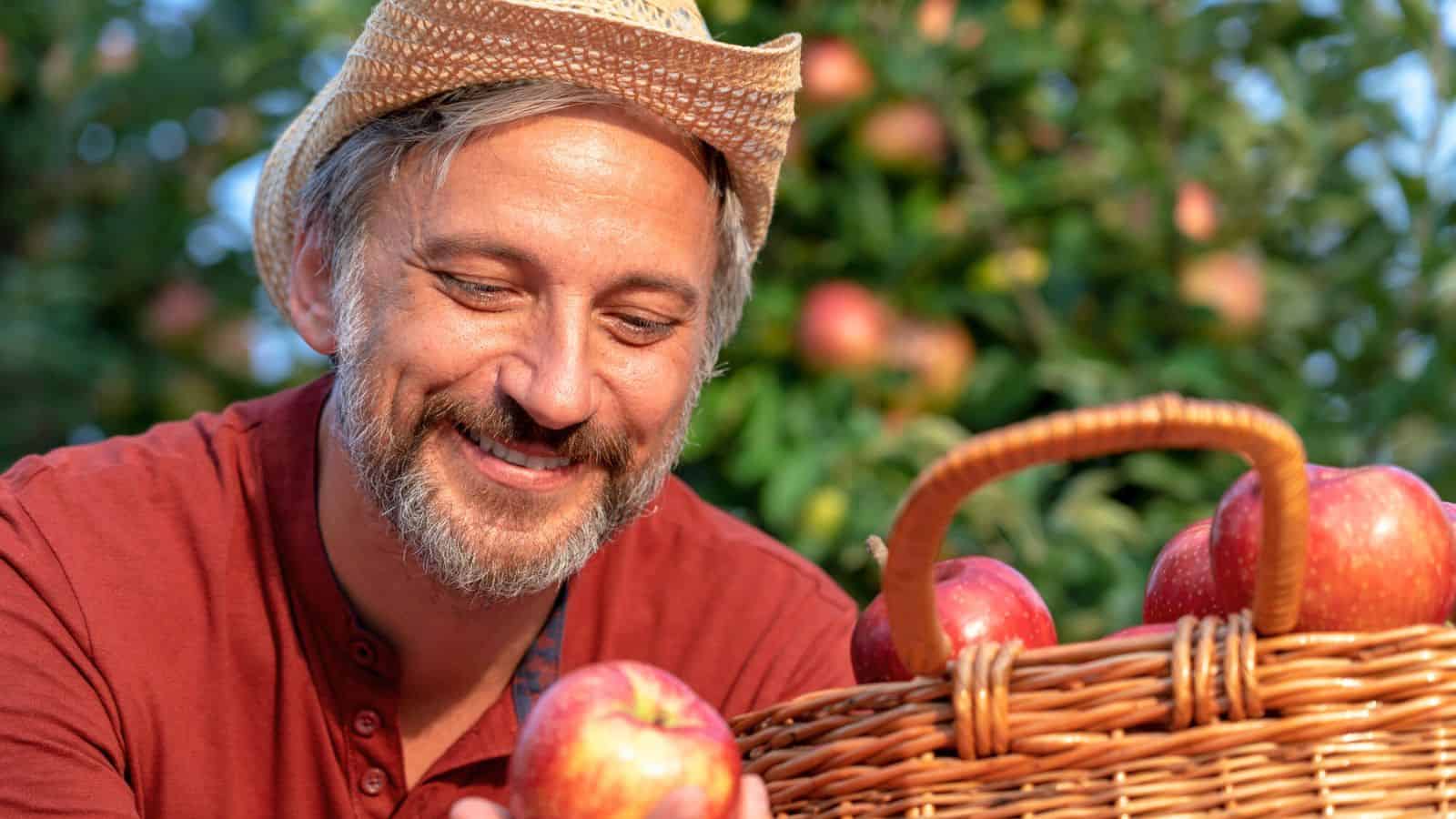 A man wearing a straw hat and red shirt smiles while holding an apple next to a wicker basket full of apples. Apple trees with ripe fruit are visible in the background.