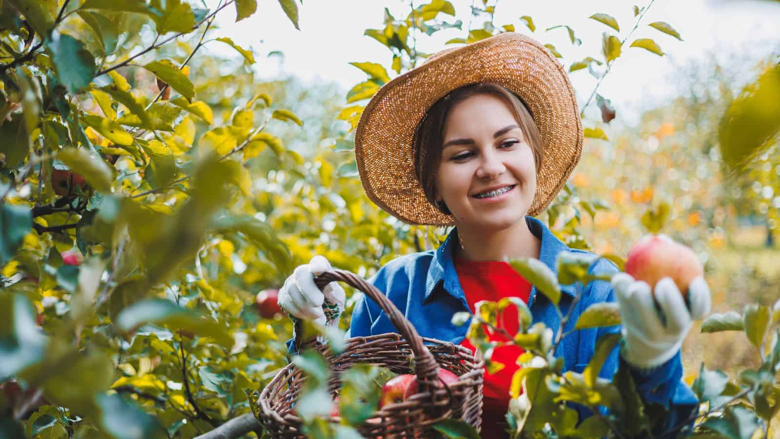 A person wearing a straw hat, gloves, and a blue shirt stands among apple trees, smiling and holding an apple in one hand while carrying a wicker basket filled with apples in the other.
