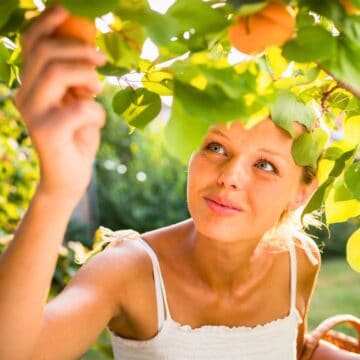 A woman in a white sleeveless top stands outdoors, reaching up to pick an orange fruit from a tree. Sunlight filters through the green leaves, and she holds a basket at her side.