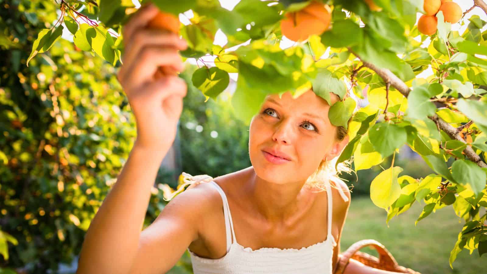 A woman in a white sleeveless top stands outdoors, reaching up to pick an orange fruit from a tree. Sunlight filters through the green leaves, and she holds a basket at her side.
