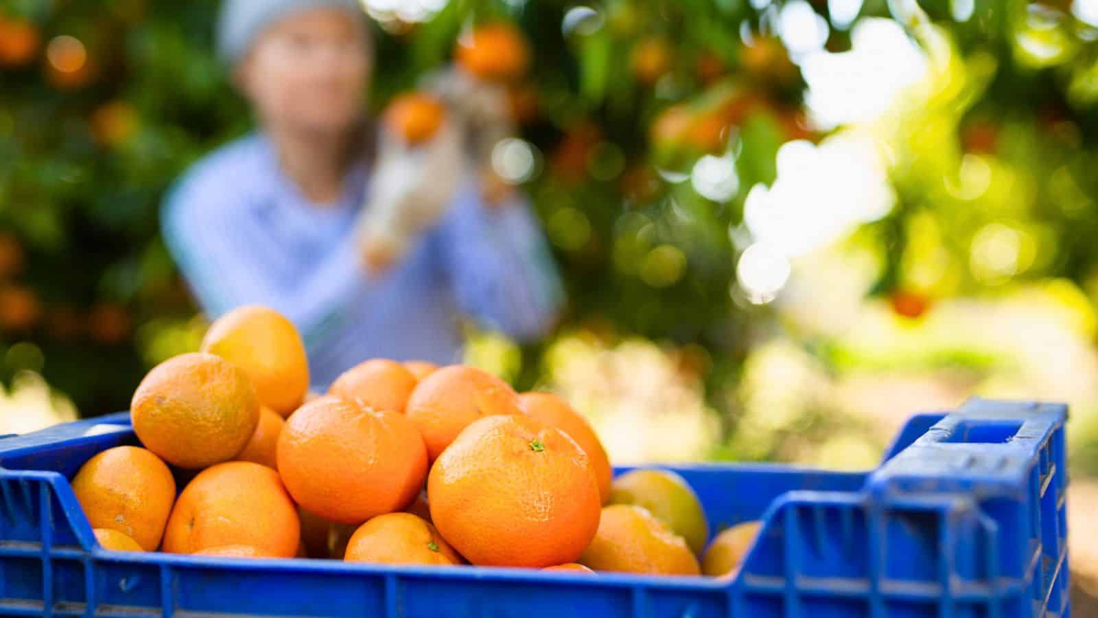 A blue crate filled with harvested oranges is in focus in the foreground. In the background, a person wearing gloves and a hat picks oranges from a tree. The setting appears to be an orchard.
