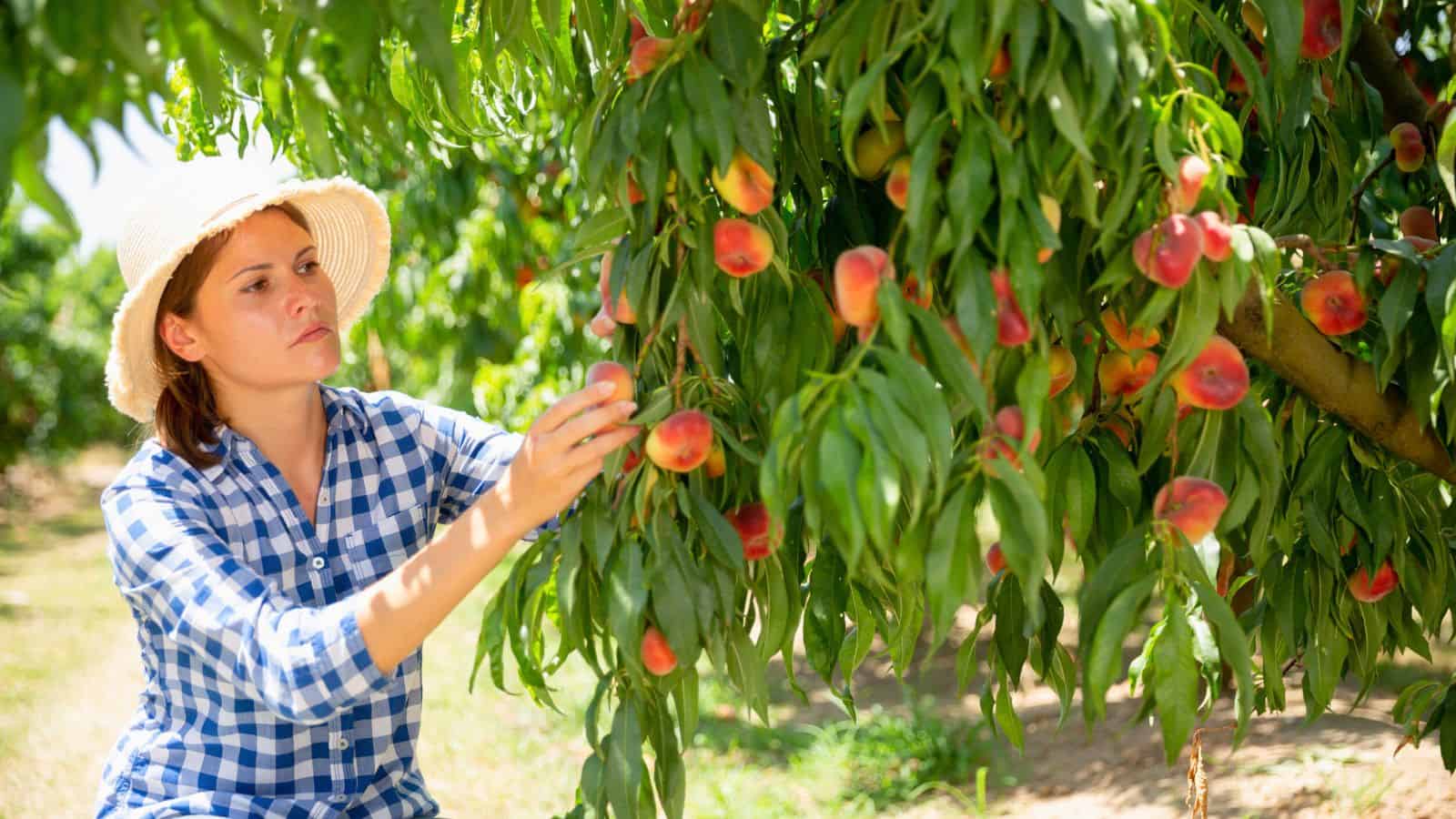A woman wearing a straw hat and blue checkered shirt examines ripe peaches on a tree in an orchard, surrounded by green leaves and sunlight.