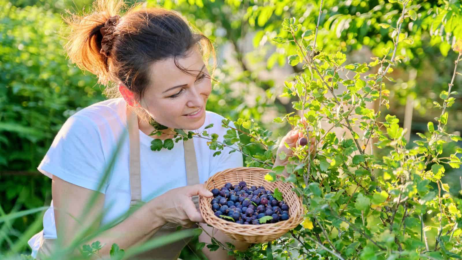 A woman wearing a white t-shirt and apron picks berries from a bush in a garden, holding a wicker basket filled with dark-colored berries. Green leaves and sunlight surround her.