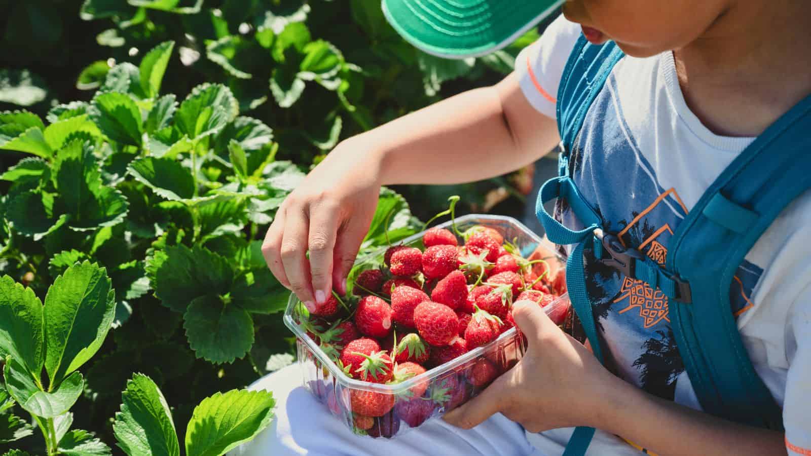 A child wearing a green cap and backpack holds a clear container of freshly picked strawberries while sitting among leafy green strawberry plants.