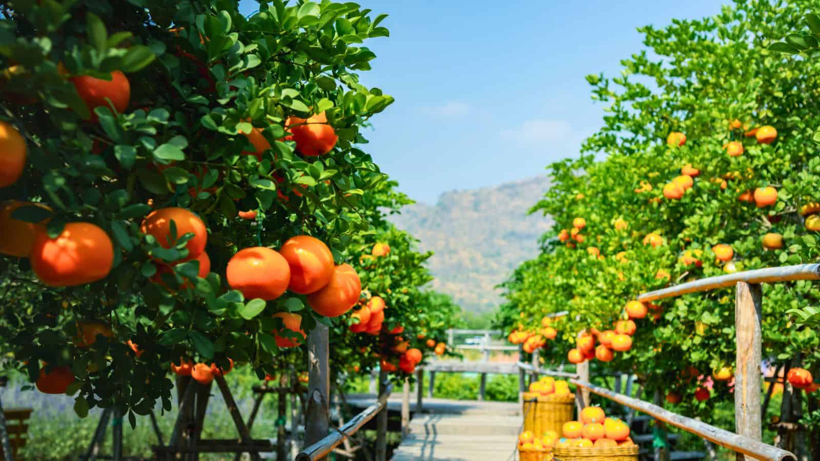 Rows of orange trees with ripe fruit on branches, a wooden walkway between them, and baskets of oranges on the ground; green foliage and a mountain are visible in the background under a clear blue sky.