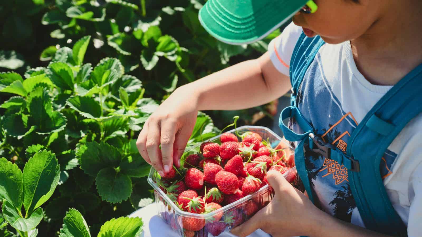A child wearing a green cap holds a clear plastic container filled with freshly picked strawberries, reaching in with one hand, while sitting next to a green strawberry plant.