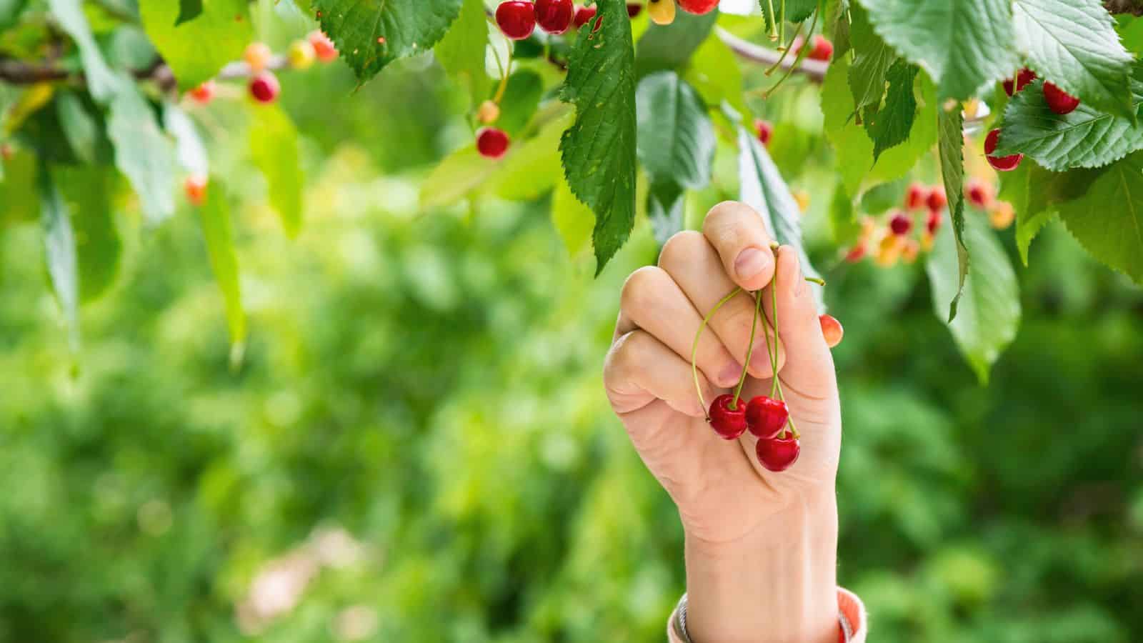 A hand is holding a small bunch of red cherries still attached to the tree branch, surrounded by green leaves and more cherries in the background.