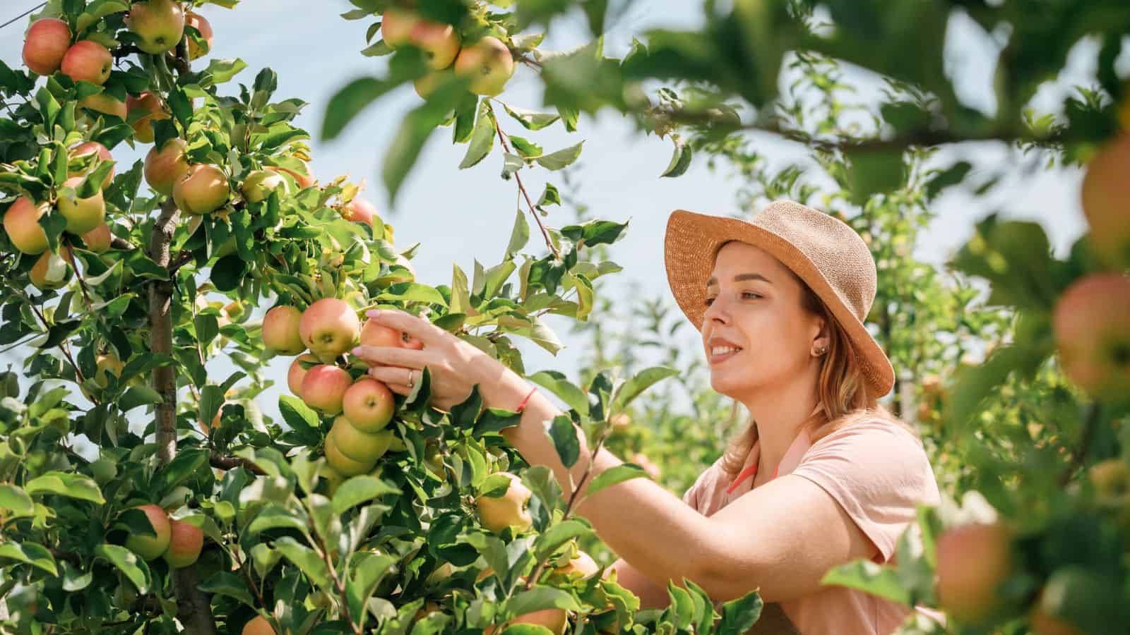 A woman wearing a straw hat and a pink shirt is picking apples from a tree in an orchard on a sunny day. The apple tree is full of ripe apples and green leaves.