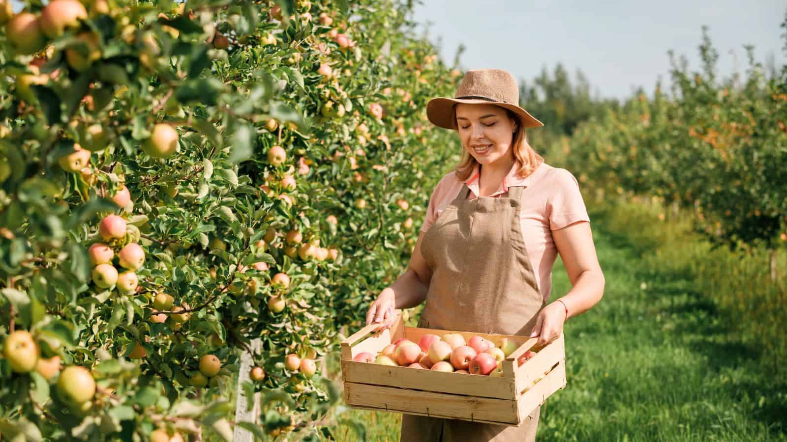 A person wearing a hat and apron stands in an apple orchard, holding a wooden crate filled with apples. The trees are full of ripe apples and the weather appears sunny.