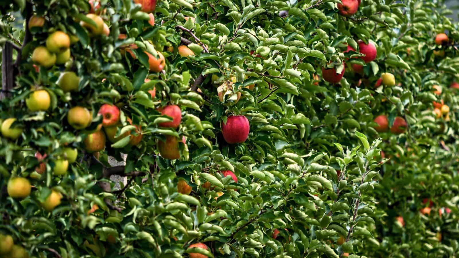 Rows of apple trees with dense green foliage and a mix of ripe red and green apples growing on the branches. The apples appear ready for harvest.