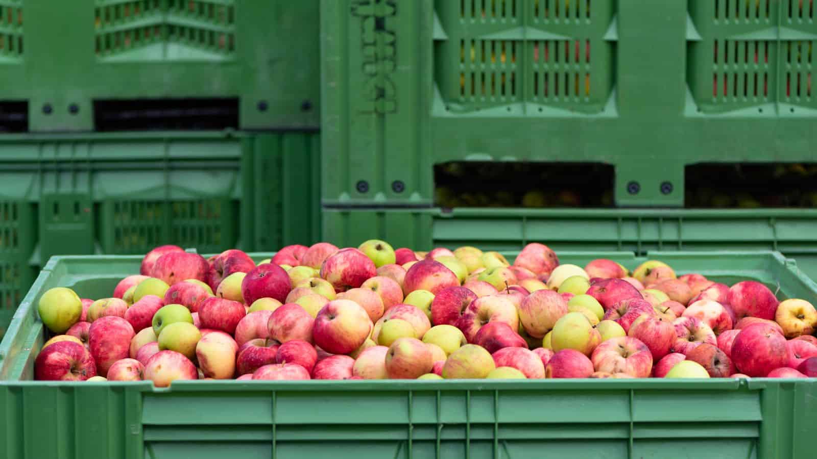 A large green plastic crate is filled with red and yellow apples, with more green crates stacked in the background. The apples appear freshly picked and are various shades of red, pink, and green.