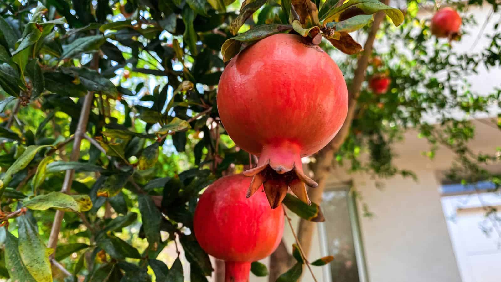 Two ripe pomegranates hang from a leafy branch on a tree. Sunlight filters through the leaves, and part of a building is visible in the blurred background.