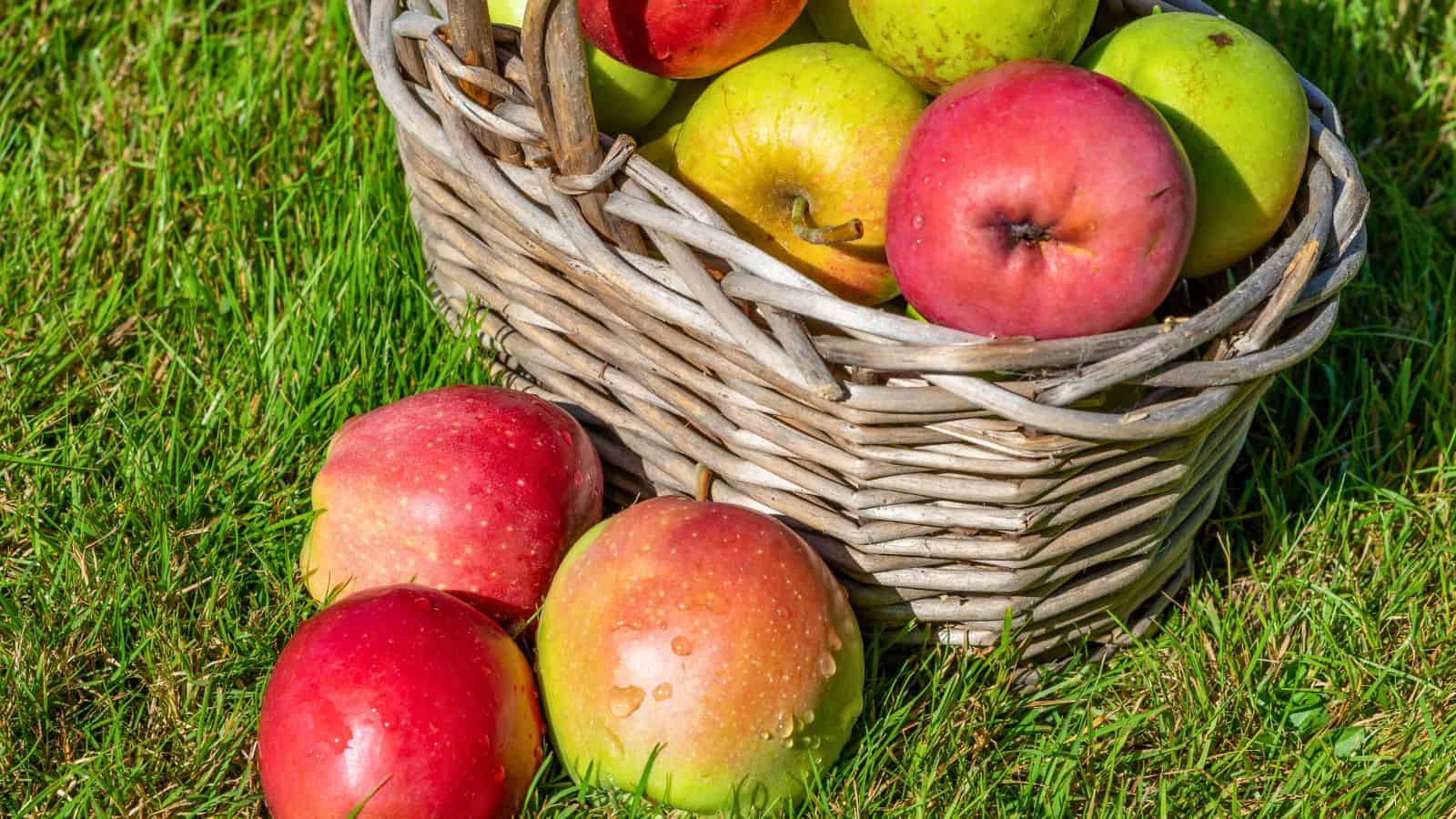 A wicker basket filled with red and green apples sits on grass; three apples rest outside the basket on the lawn.
