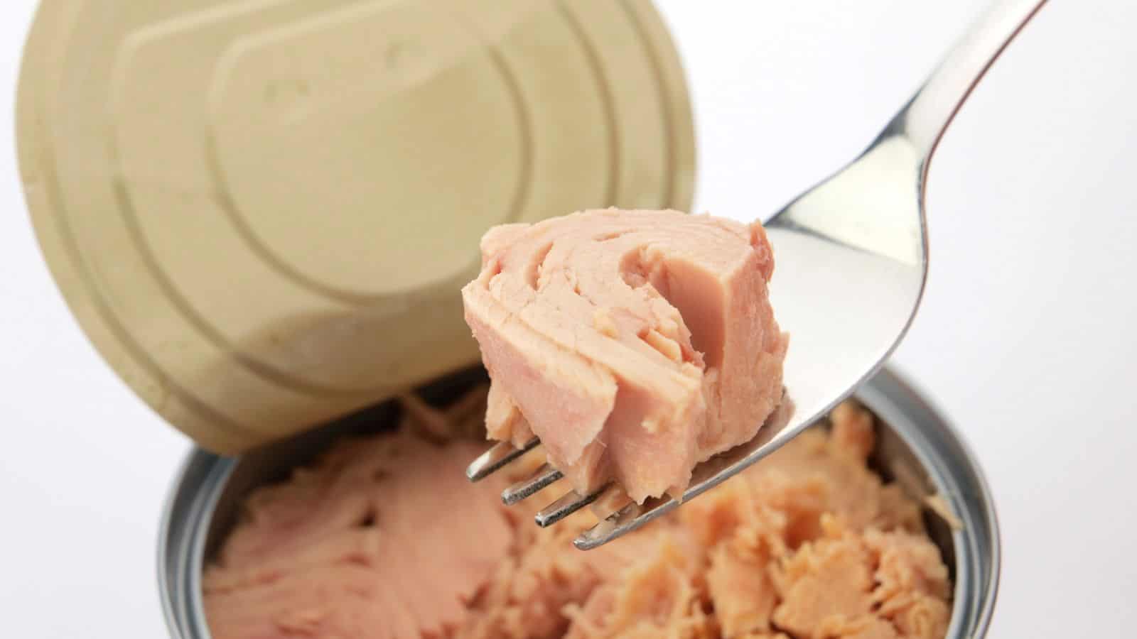 A close-up of a fork holding a chunk of canned tuna above an open can, with the lid bent back and more tuna visible inside the can. The background is plain white.