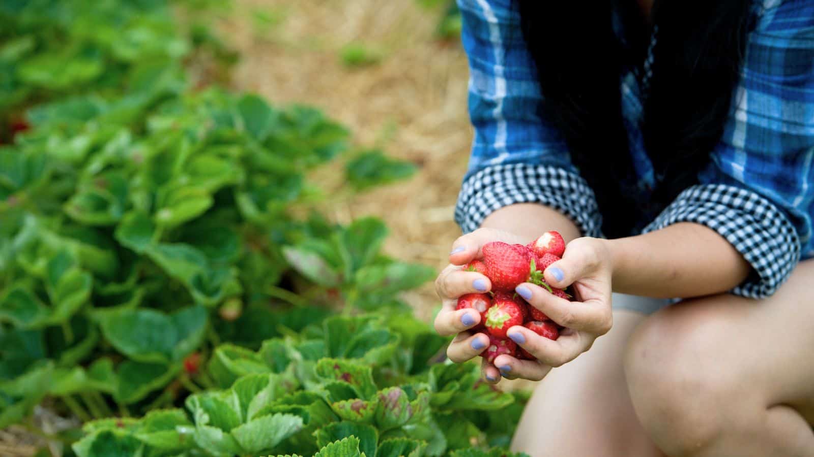 A person in a blue plaid shirt holds several freshly picked strawberries while kneeling in a garden with green strawberry plants.