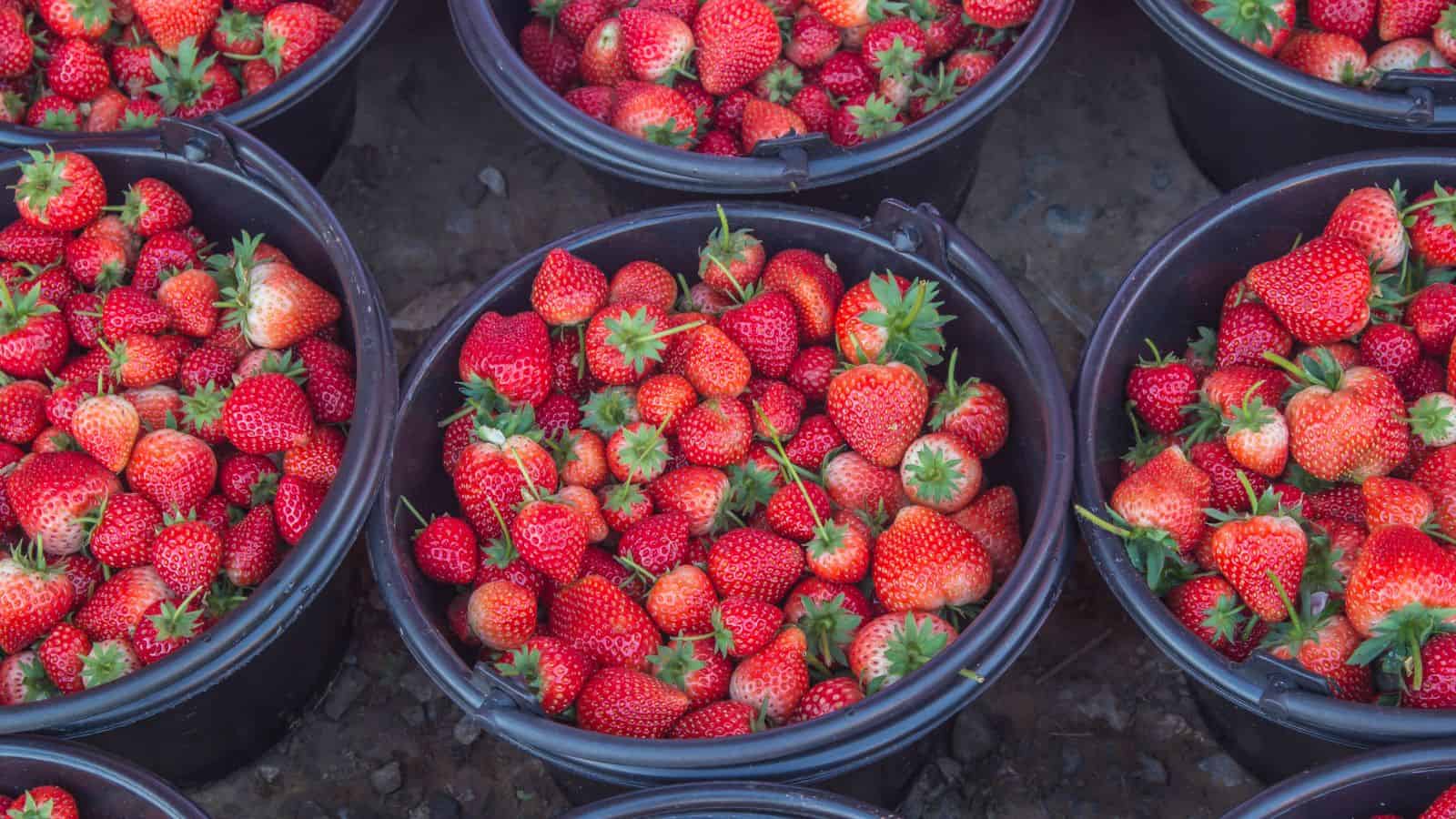 Several black plastic buckets filled with ripe red strawberries are arranged closely together on the ground. The strawberries have green stems and varying shades of red.
