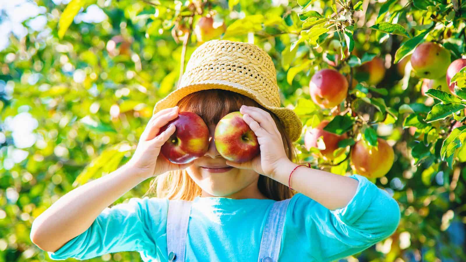 A child wearing a straw hat and blue shirt holds two red apples in front of their eyes, standing in an apple orchard with apple trees and green leaves in the background.