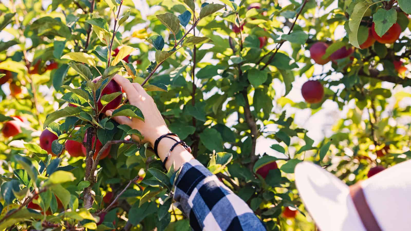 A person wearing a plaid shirt and hat reaches up to pick a red apple from a leafy apple tree branch on a sunny day.