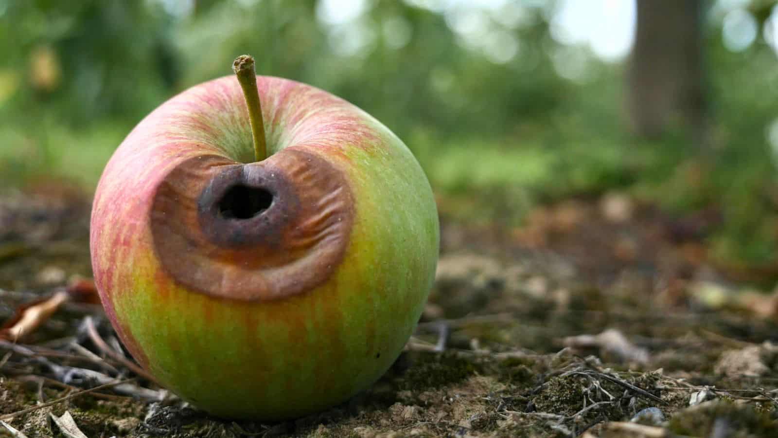 A close-up of an apple with red and green skin showing a large, dark brown rotten spot near the stem, resting on the ground with blurred greenery in the background.