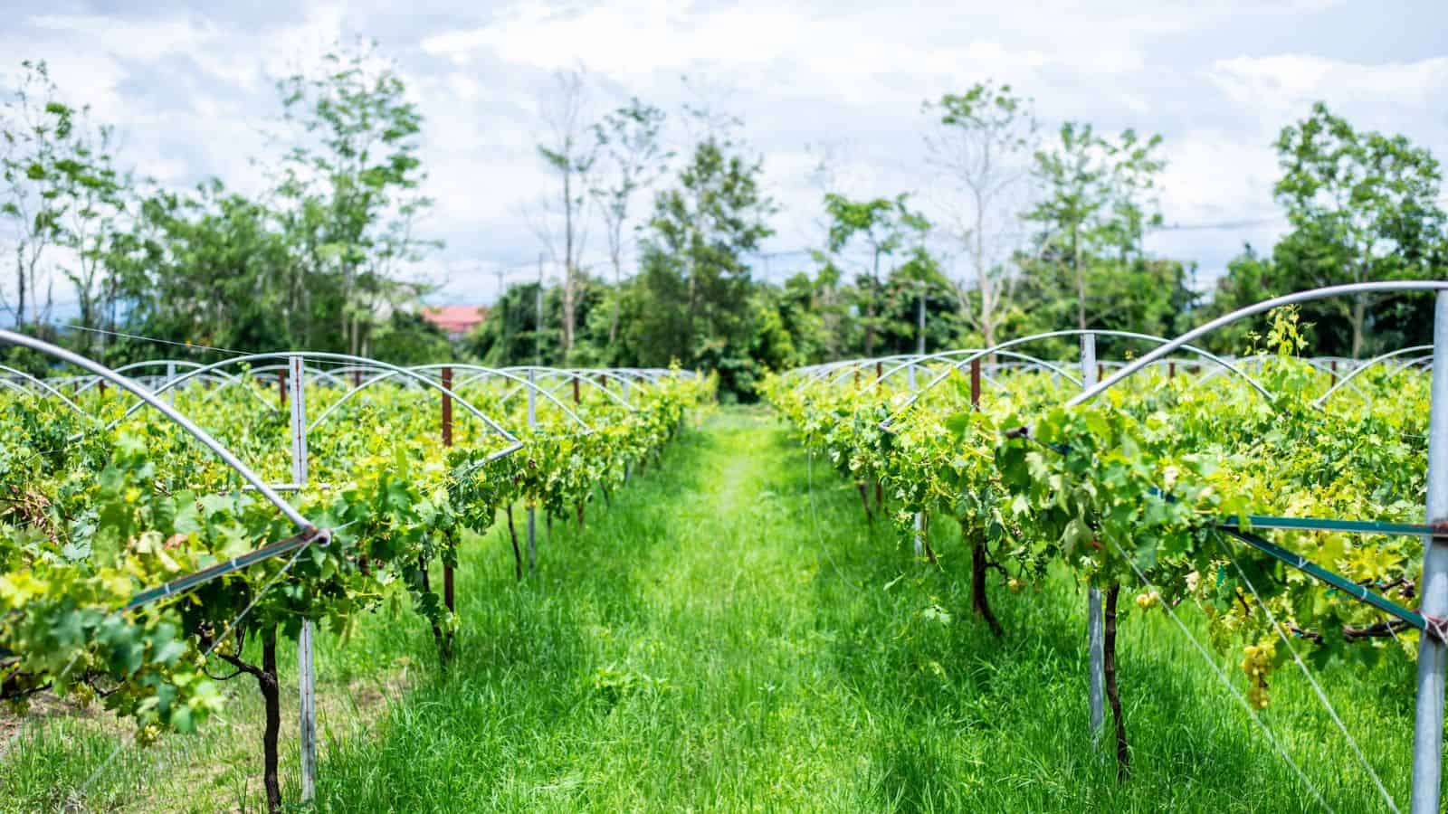 Rows of grapevines grow on elevated trellises in a vineyard, with green grass covering the ground between the rows. Trees and a cloudy sky are visible in the background.