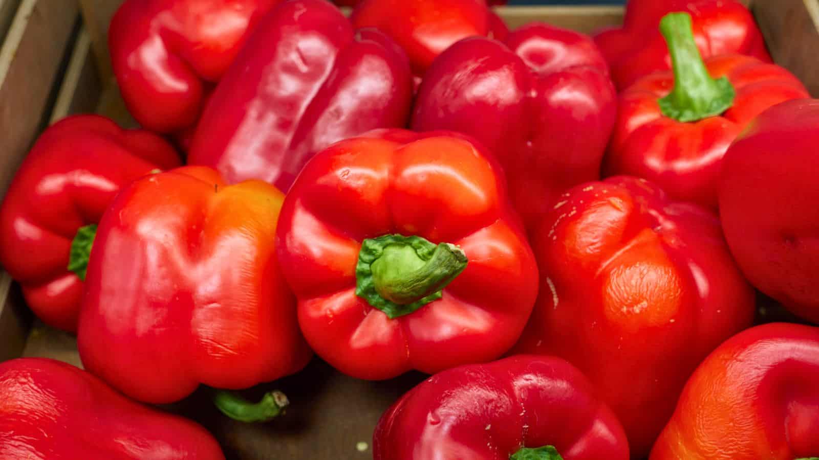 A group of red bell peppers with green stems is shown closely packed together in a wooden crate.