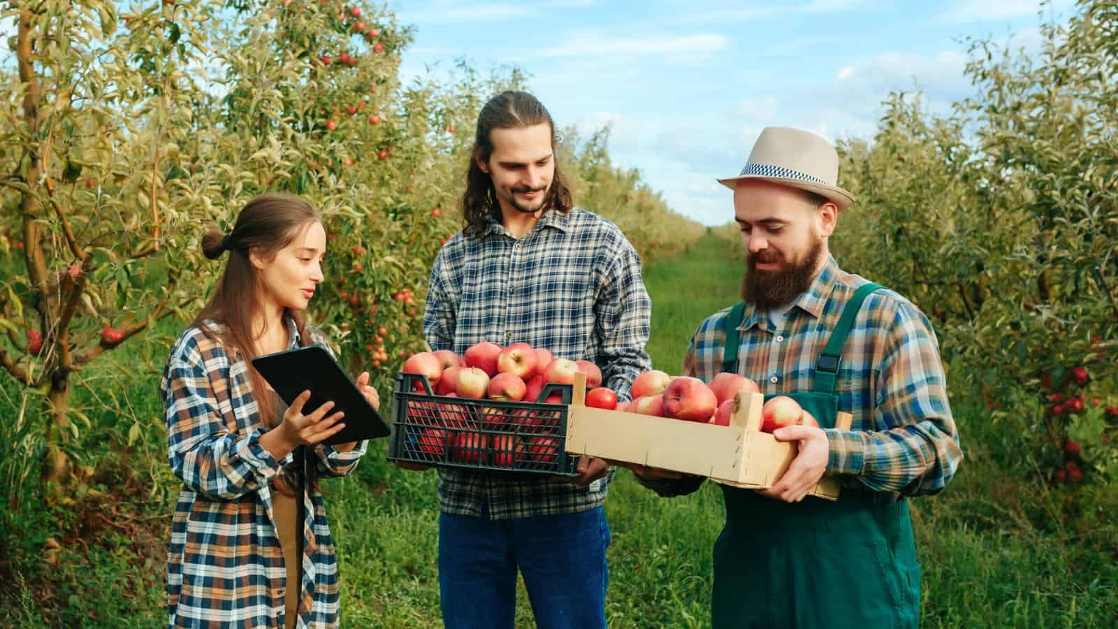 Three people stand in an apple orchard. One holds a tablet, one holds a crate of apples, and another holds a wooden box of apples. All wear plaid shirts and are surrounded by apple trees under a blue sky.
