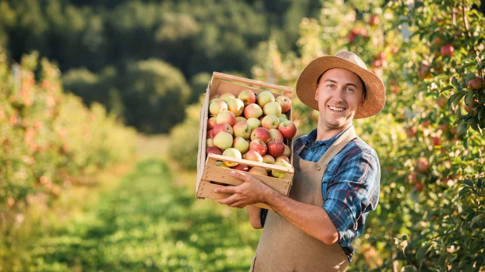 A man wearing a straw hat and apron stands in an apple orchard, smiling and holding a wooden crate filled with red and green apples. Rows of apple trees and greenery are visible in the background.