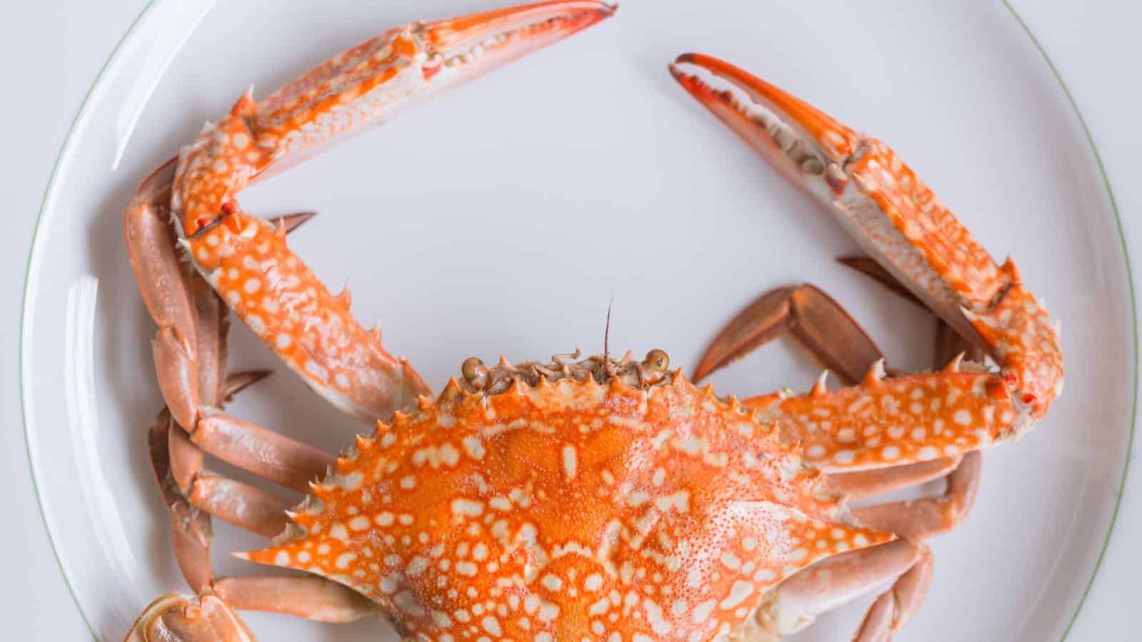 A cooked crab with an orange and white patterned shell is placed on a white plate, viewed from above.