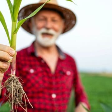 An older man in a red plaid shirt and straw hat stands in a field, holding up a young corn plant by its roots. The background shows more crops and an overcast sky.