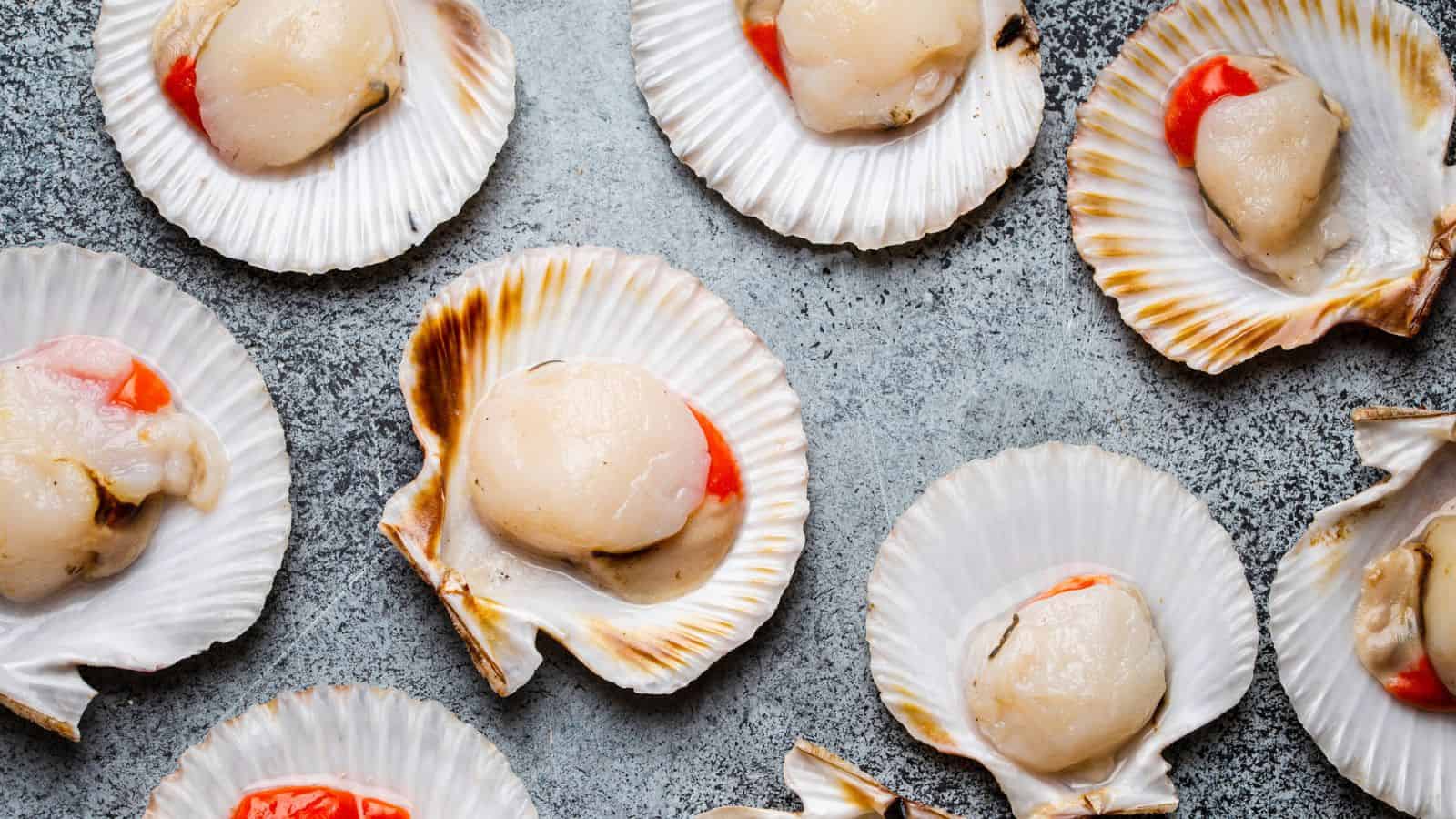 Several raw scallops are displayed in their open, white shells on a gray textured surface. Each scallop is light beige with some featuring an orange section attached. The shells have ridged patterns and brown edging.