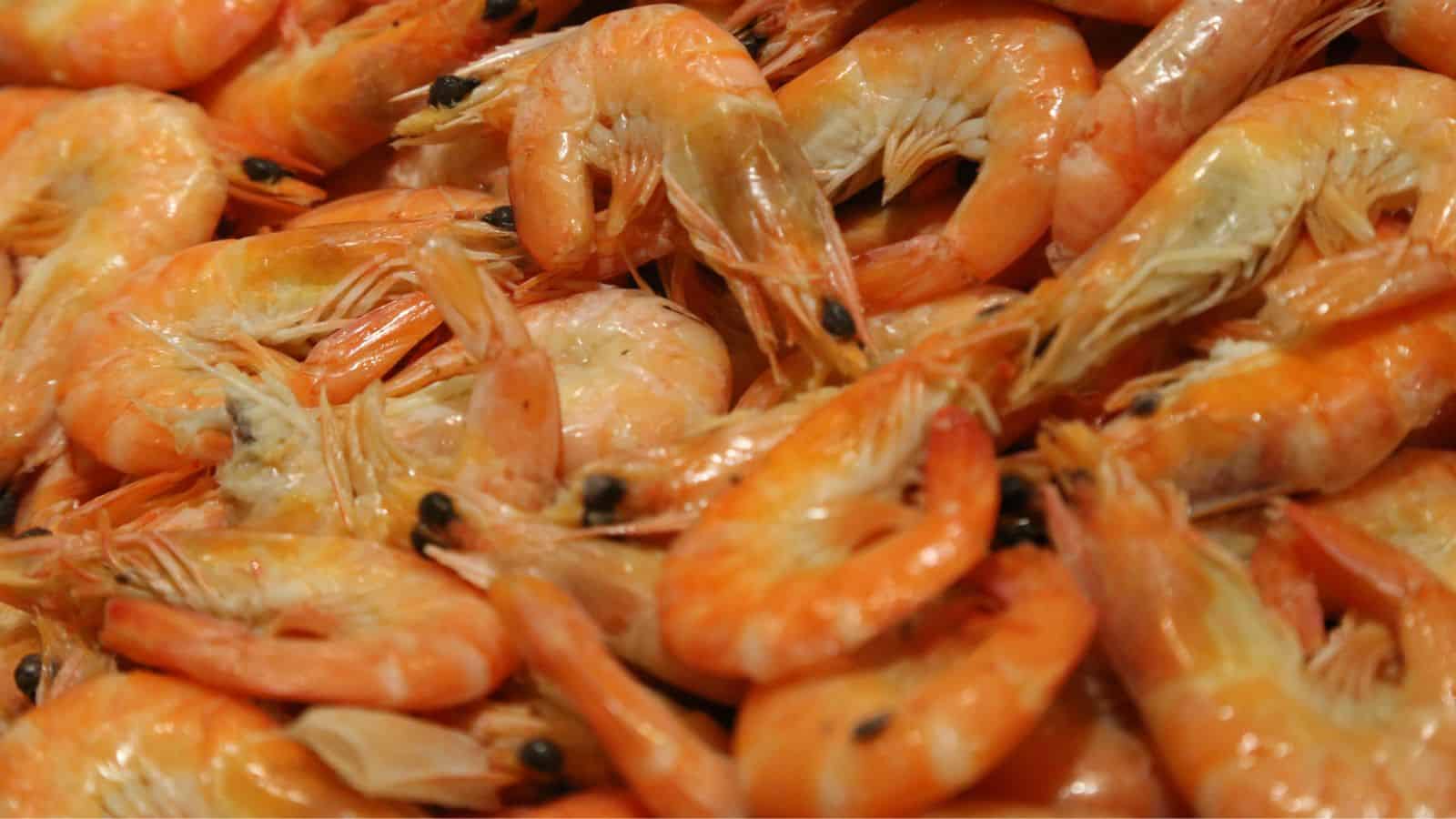 A pile of cooked shrimp with shells and heads still on, showing their orange-pink color.