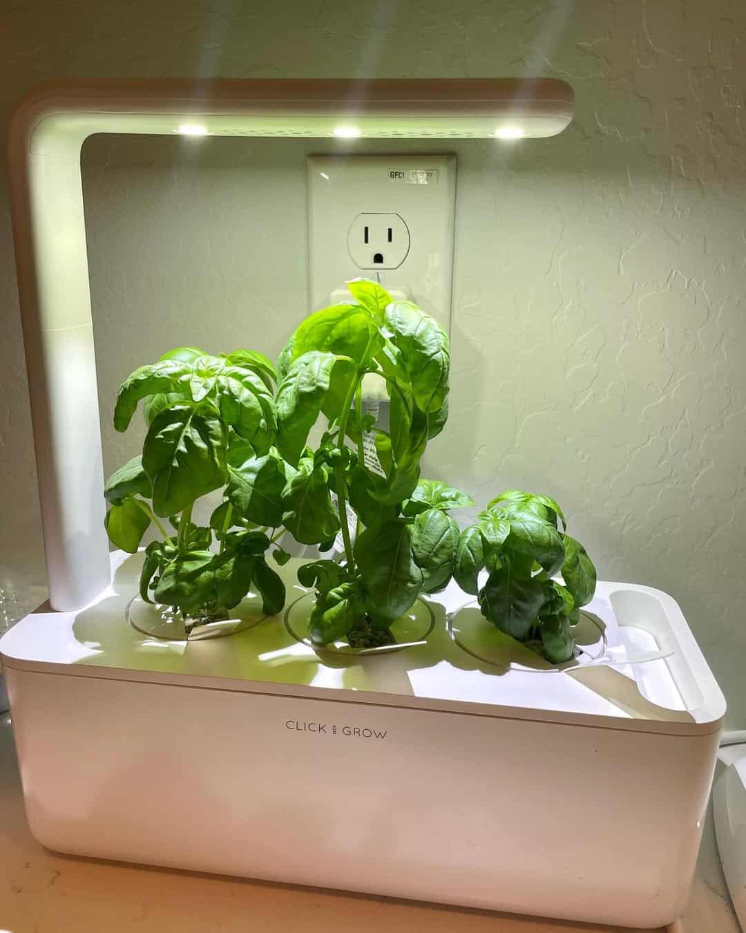 Small indoor herb garden with green basil plants growing under an LED light, plugged into a wall outlet-perfect as gifts for holiday hosts and entertainers.